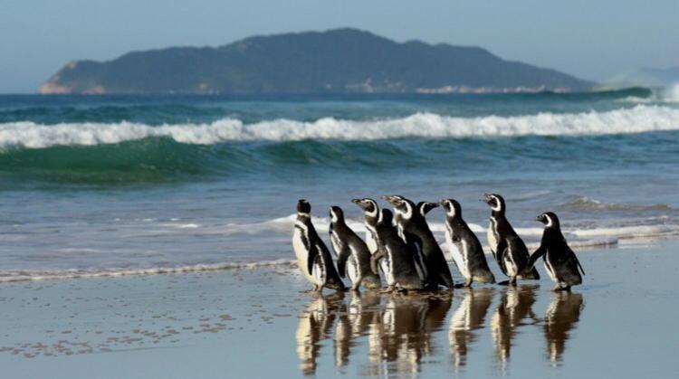 Hostel Mueller Na Praia De Mocambique Florianopolis Ngoại thất bức ảnh